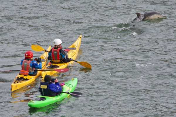 17 January 2021 - 11-36-11
Look for Pete Callis's page on Facebook. You'll be able to see his videos. That's him in the green kayak.
--------------------------
Dolphins in the river Dart, Dartmouth